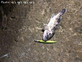 クロソイ-2018-11-1 17:16
