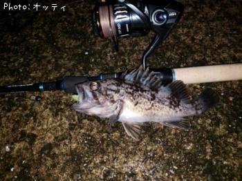クロソイ-2018-11-6 23:7