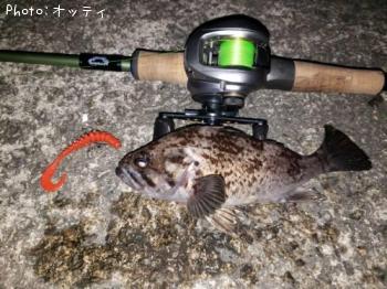 クロソイ-2018-11-16 0:31