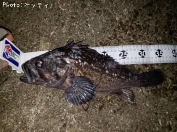 クロソイ-2018-11-30 22:17