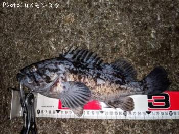 クロソイ-2018-12-11 21:37