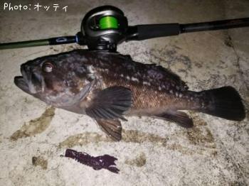 クロソイ-2018-12-16 0:27