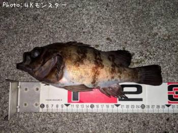 メバル-2019-1-27 17:59