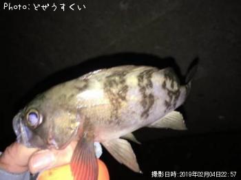 メバル-2019-2-4 22:57