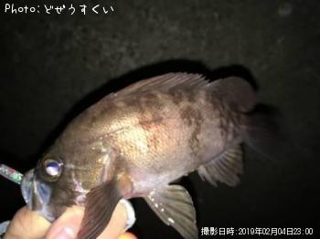 メバル-2019-2-4 23:0