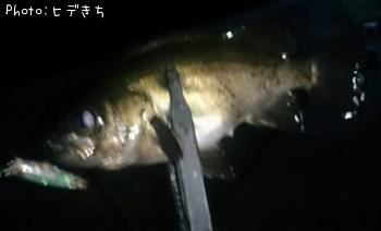 メバル-2019-2-24 2:39