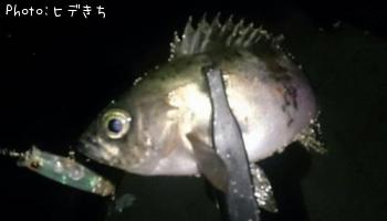 メバル-2019-2-24 3:14