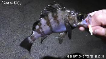 メバル-2019-3-31 20:38