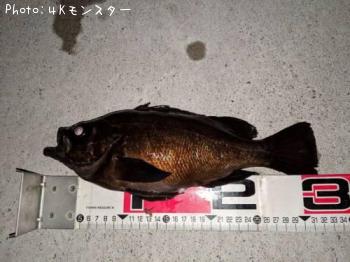 メバル-2019-4-23 20:33