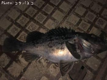 クロソイ-2019-5-2 22:38