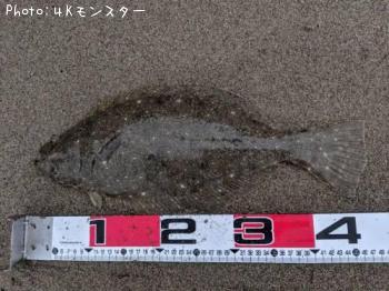 ヒラメ-2019-5-14 5:33