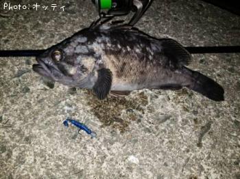 クロソイ-2019-5-16 22:18