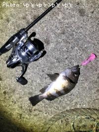 メバル-2019-5-29 20:14