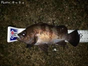 メバル-2019-6-19 21:28