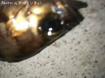 メバル-2019-6-22 20:59