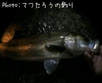 シーバス-2007-4-2 18:33