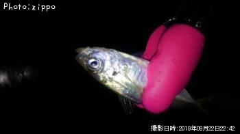 アジ-2019-9-22 22:42
