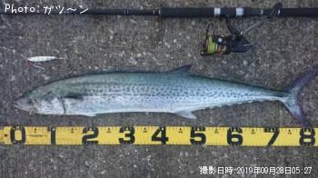 サワラ-2019-9-28 5:27