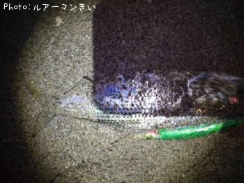 コノシロ-2019-10-17 6:33