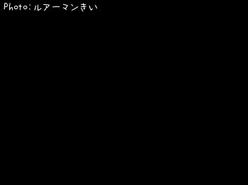 マダコ-2019-12-11 12:27