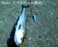 シーバス-2007-4-30 9:30