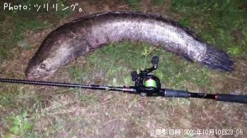 石川県-雷魚