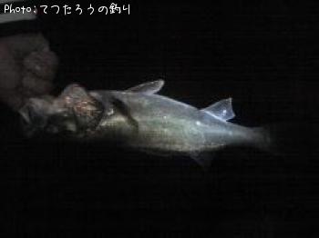 シーバス-2007-5-3 20:0