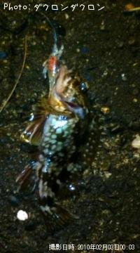 カサゴ  根魚-2010-2-3 0:3
