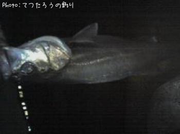 シーバス-2007-5-17 20:47