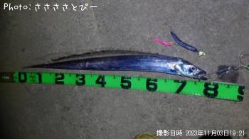 太刀魚-2023-11-3 19:21