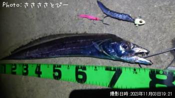 太刀魚-2023-11-3 19:21