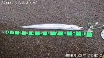 太刀魚-2023-11-12 3:41
