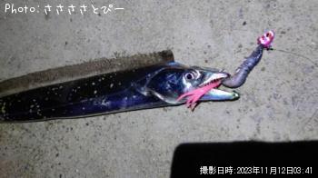 太刀魚-2023-11-12 3:41