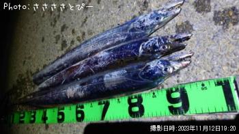 太刀魚-2023-11-12 17:15