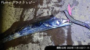 太刀魚-2023-11-12 17:15