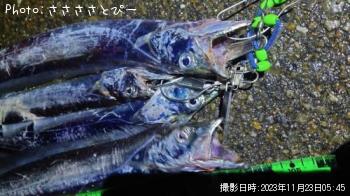 太刀魚-2023-11-23 3:14