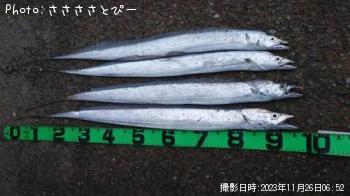 太刀魚-2023-11-26 6:52