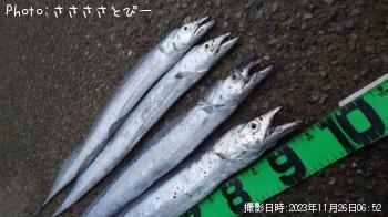 太刀魚-2023-11-26 6:52