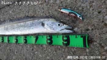 太刀魚-2023-12-3 6:53