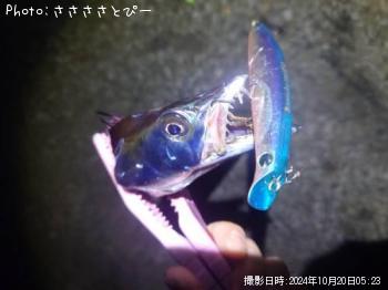 太刀魚