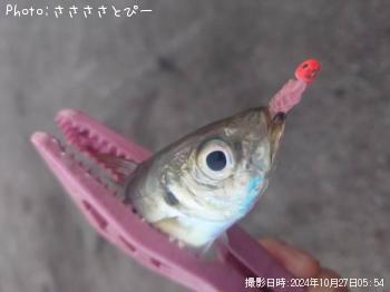 太刀魚&アジ&サバ&コノシロ-2024-10-27 3:52