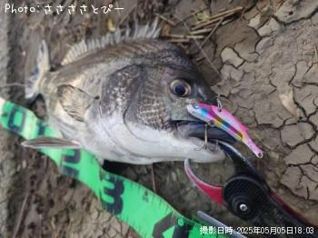 クロダイ-2025-5-5 18:28