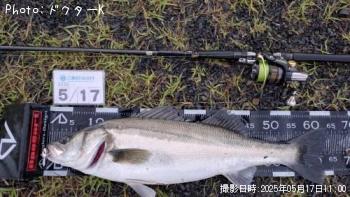 シーバス