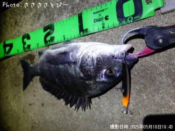 クロダイ-2025-5-18 19:57