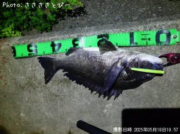 クロダイ-2025-5-18 19:57