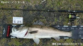 シーバス