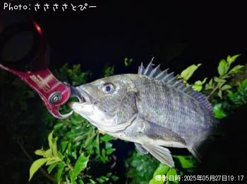 クロダイ-2025-5-27 19:17