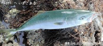 ハマチ-2025-5-31 17:41