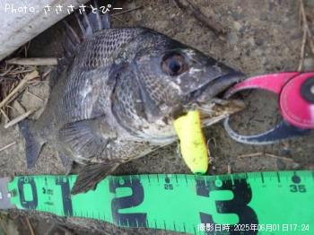 クロダイ-2025-6-1 17:24