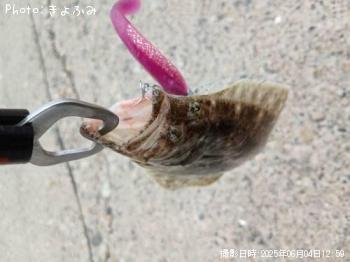 ヒラメ-2025-6-4 13:31